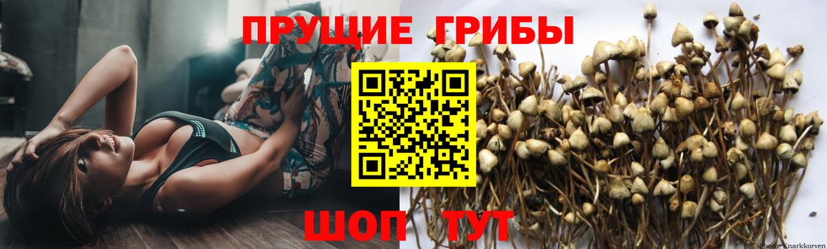 Псилоцибиновые грибы мицелий  Вход с VPN  сколько стоит  Майкоп 